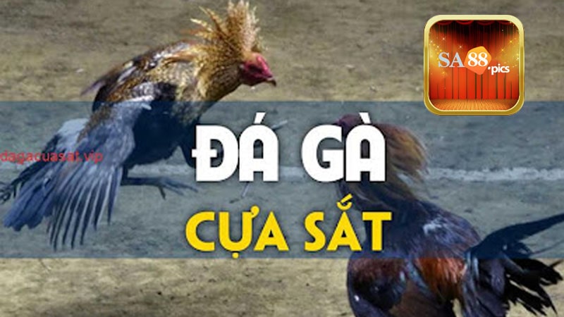 Cách thức tham gia cá cược đá gà C4 tại SA88